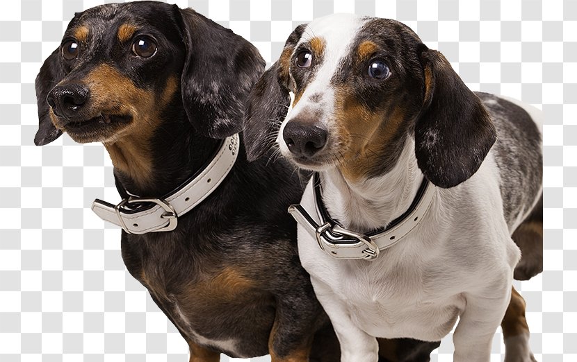 Dachshund Postma Diervoeders Renske Natural Animal Nutrition De Eker Puppy - Dog Like Mammal - Ton Konijn Zoetermeer Bv Transparent PNG