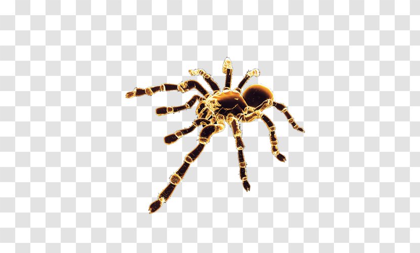 Spider Clip Art - Organism - Black Transparent PNG