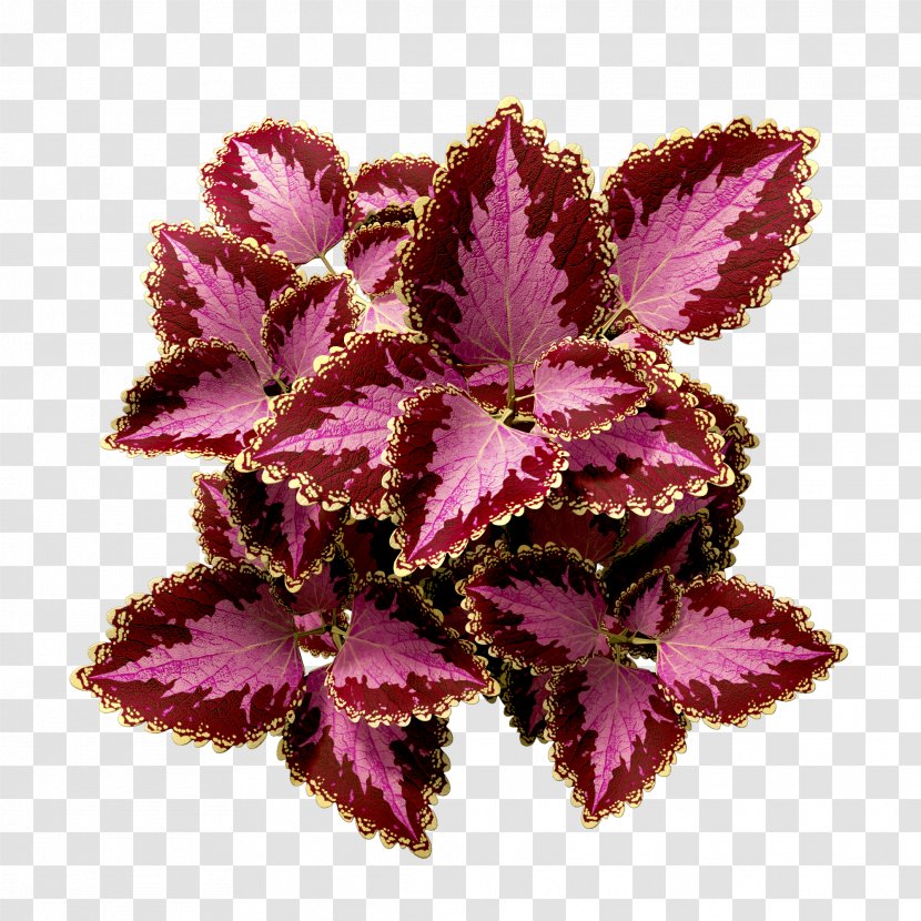 Pink Flower Cartoon - Annual Plant Petal Transparent PNG