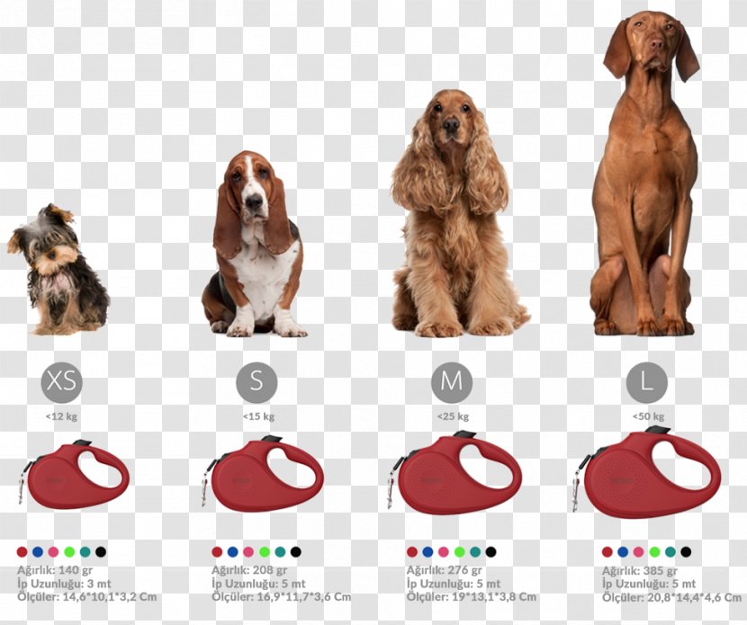 Dog Breed Irish Setter English Cocker Spaniel Puppy - Agility Transparent PNG