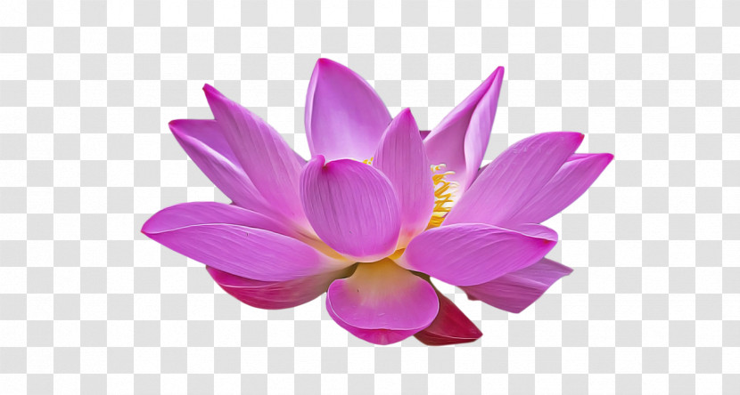 Lotus Flower Summer Flower Transparent PNG