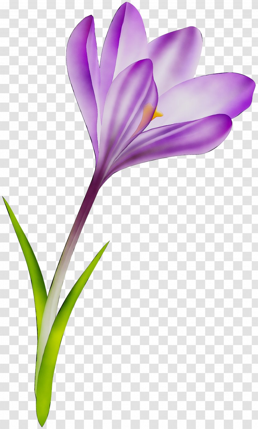 Crocus M / 0d Saffron Bud Herbaceous Plant - Cretan - Flowering Transparent PNG