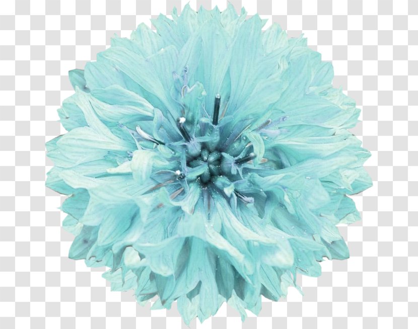 Cut Flowers Turquoise Pom-pom - Blue - Flower Transparent PNG