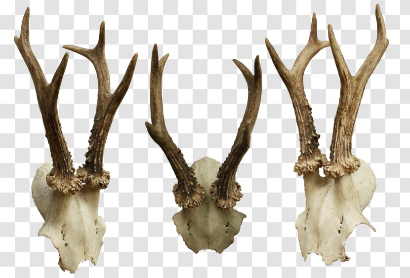 Animal Skulls Bone Transparent PNG