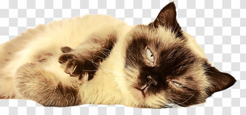 Cat Small To Medium-sized Cats Birman Himalayan Ragdoll - Whiskers Siamese Transparent PNG