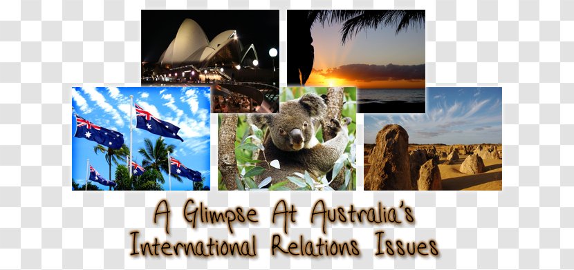 Advertising Koala Collage Desktop Wallpaper Photographic Printing - Fauna - Australian Passport Transparent PNG