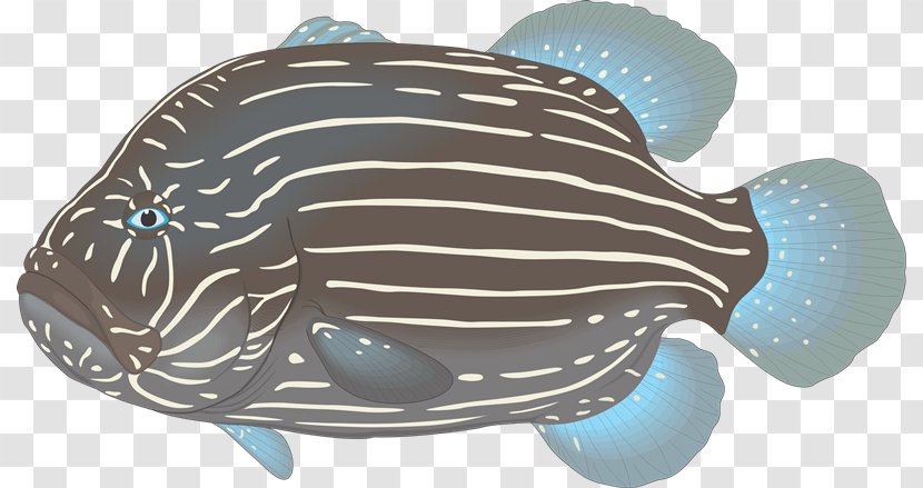 Aquarium Ornamental Fish Clip Art - Turtle - Peces Transparent PNG