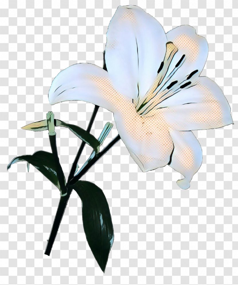 Cut Flowers Plant Stem Plants Lily M - Peruvian Transparent PNG