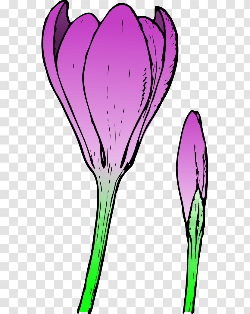 Bud Flower Crocus Clip Art - Tree - Free Springtime Clipart Transparent PNG