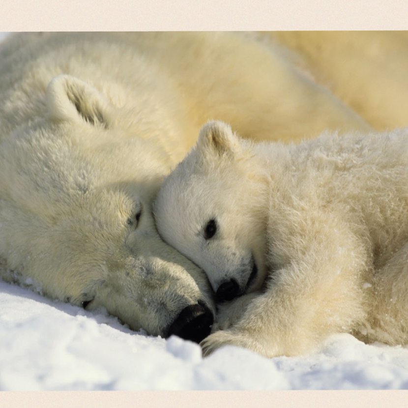 Baby Polar Bears Hellabrunn Zoo - Infant - Bear Transparent PNG