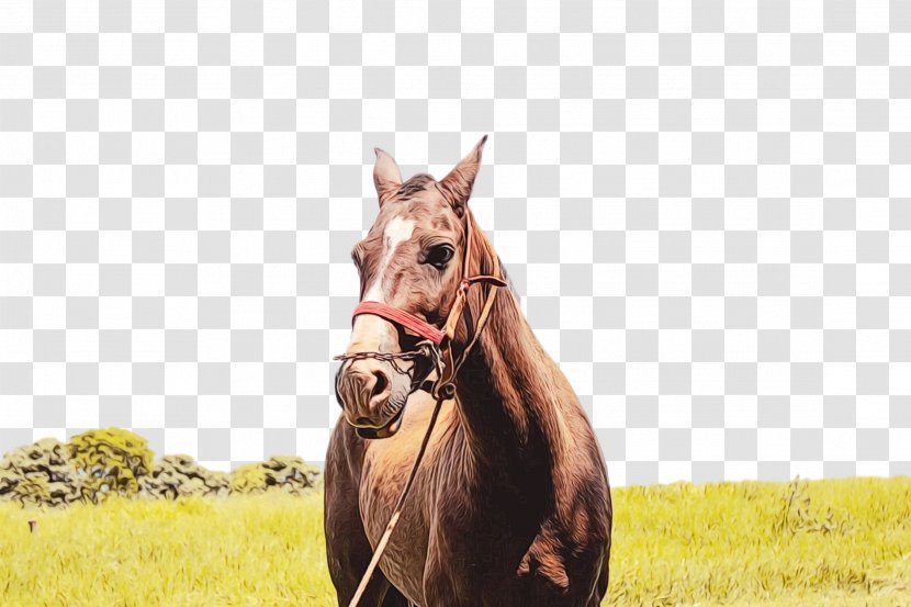 Horse Grassland Pasture Sorrel Stallion - Bridle - Ecoregion Mare Transparent PNG