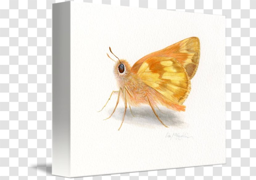 Moth Pest .cf Fish - Skipper Transparent PNG