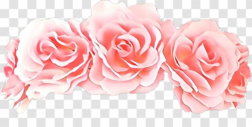 Garden Roses - Rose Family - Floribunda Cut Flowers Transparent PNG
