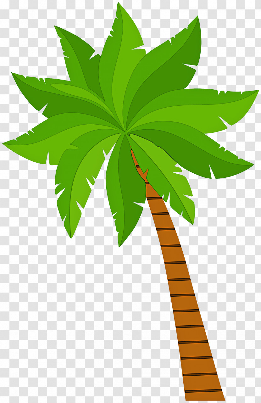 Palm Tree Transparent PNG