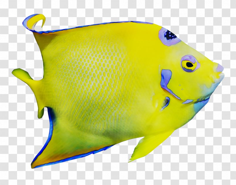 My First Fishes - Yellow - The ABCD Word Series Marine Biology Transparent PNG