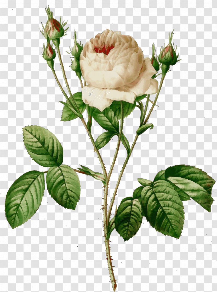 Rose - Rosa Gallica - Leaf Transparent PNG