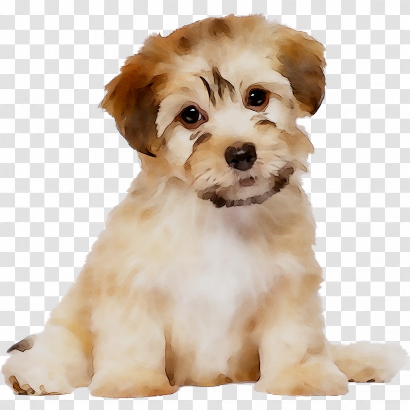 Schnoodle Cavapoo Dog Breed Havanese Little Lion - Carnivore Transparent PNG