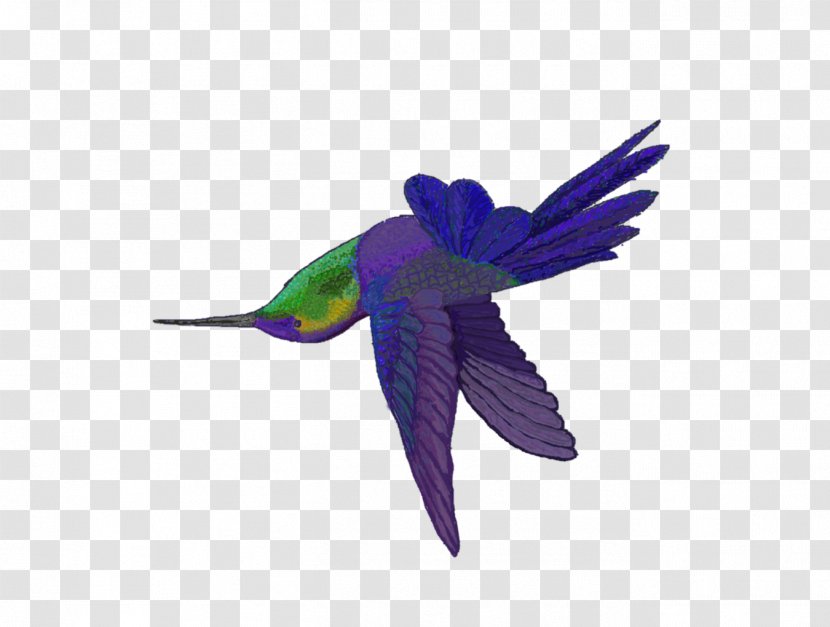 Hummingbird M Parrot Beak Feather - Purple Transparent PNG