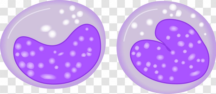 Monocyte Haematopoiesis White Blood Cell Integrin Alpha M - Peripheral Mononuclear - Vector Elements Transparent PNG