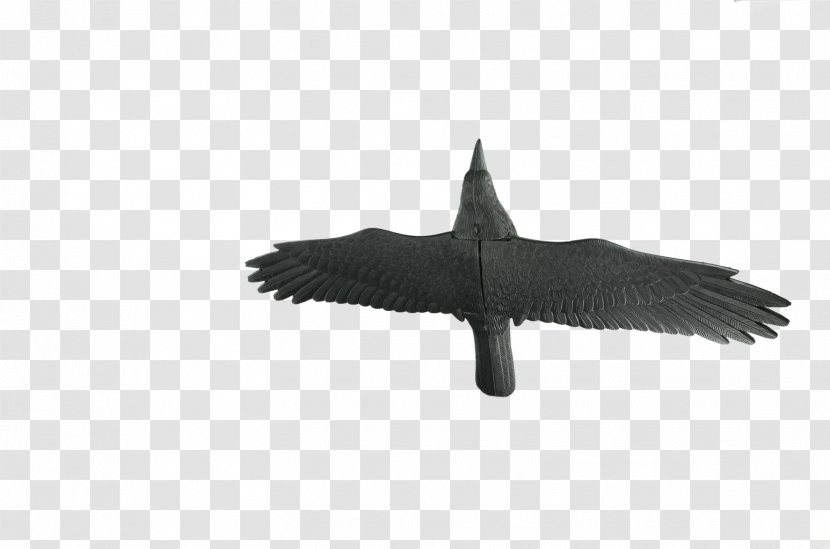 Bird Wing Common Raven Straszak Linarem - W Kruk Transparent PNG