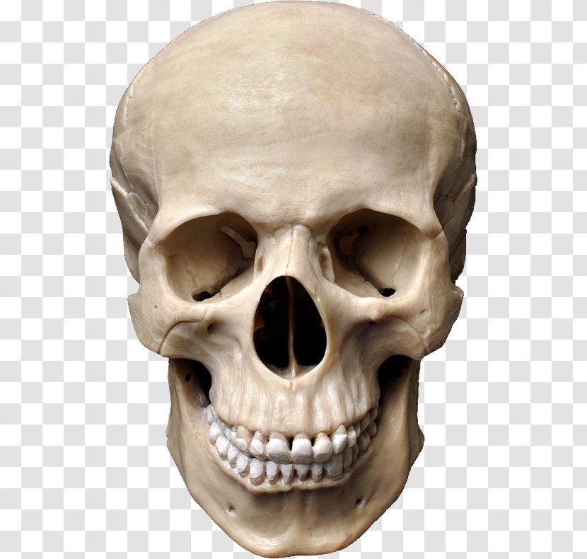 Human Skull Symbolism Stock Photography Anatomy - Skeleton Transparent PNG