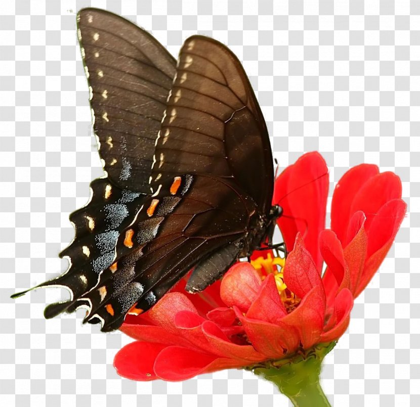Butterfly Insect Chrysanthemum U8776u604bu82b1 - Watercolor - Beautiful Red Flowers Transparent PNG