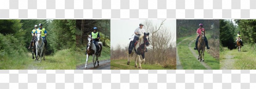 Stallion Equestrian Mare Rein Pack Animal - Vertebrate - Riding Club Transparent PNG