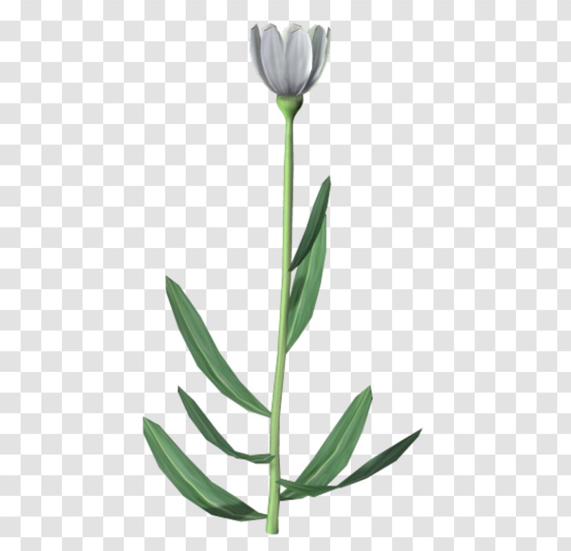 Flower Icon - Decorative Floral Illustration Transparent PNG