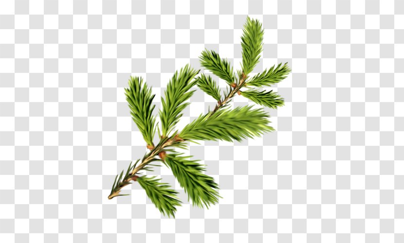 Spruce Fir Pine Clip Art - Family - Leaves Transparent PNG