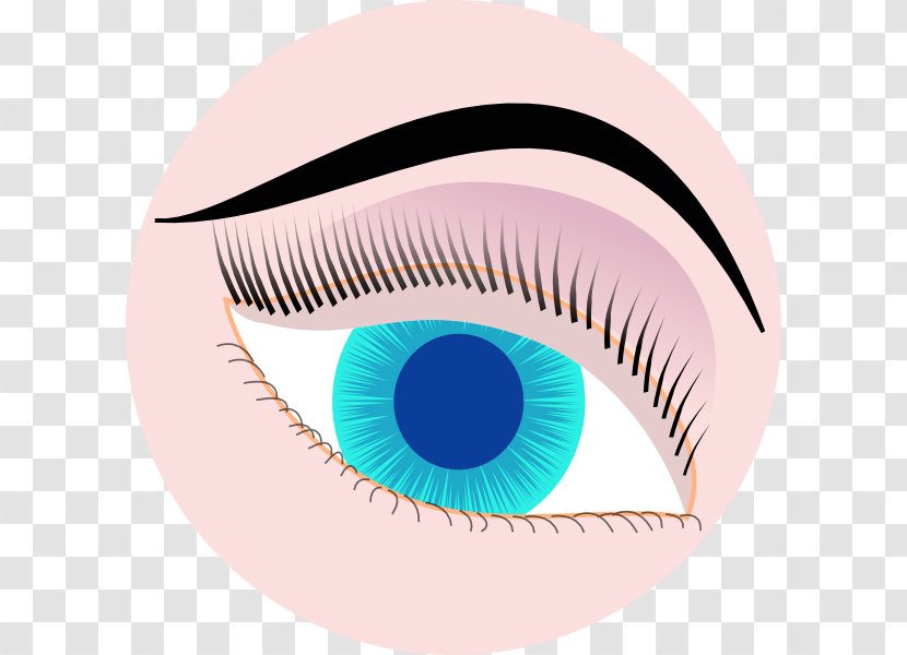 Eyebrow Clip Art - Tree - Eye Transparent PNG