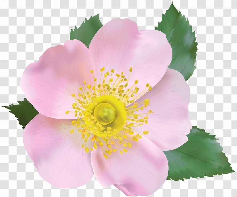 Image File Formats Lossless Compression - Petal - Rose Blossom Transparent Clip Art Transparent PNG