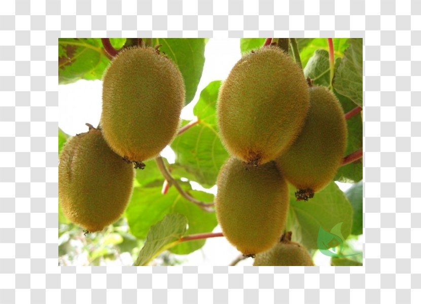 Kiwifruit Actinidia Deliciosa Hardy Kiwi Fruit Tree - Seed - Apple Transparent PNG