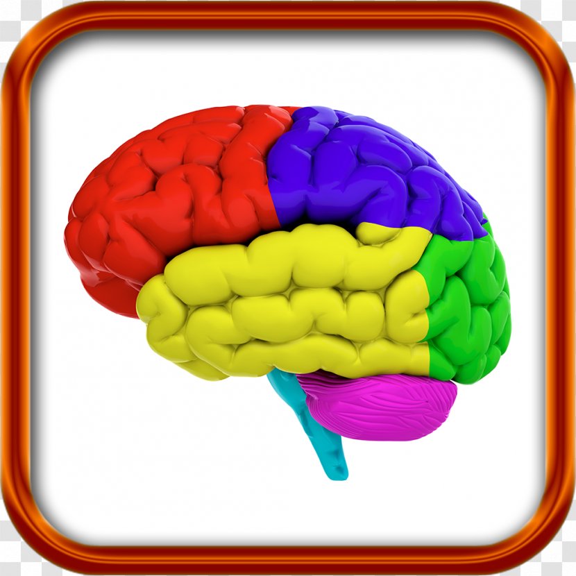 Lobes Of The Brain Stock Photography Human Color - Watercolor Transparent PNG
