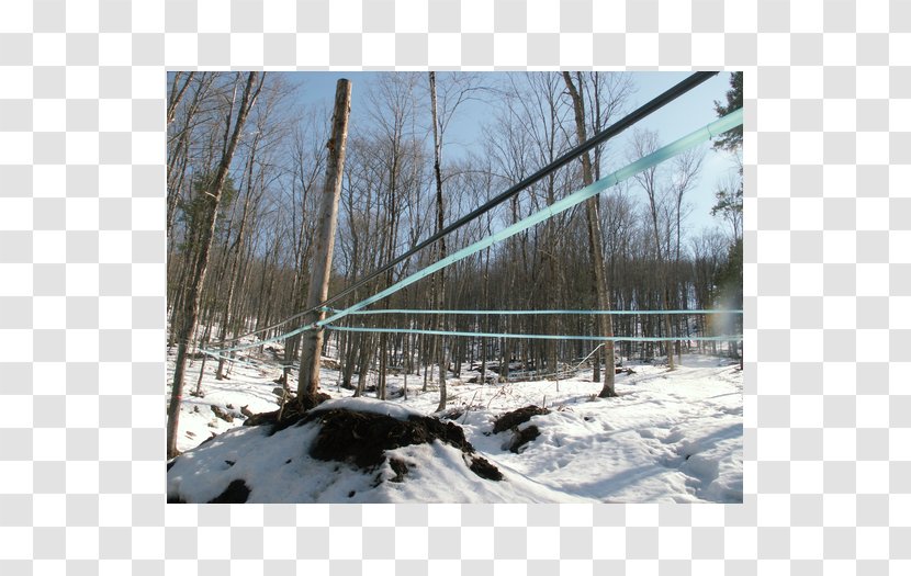 Sugar Shack Tree Suspension Bridge Wood - Maple Syrup Transparent PNG
