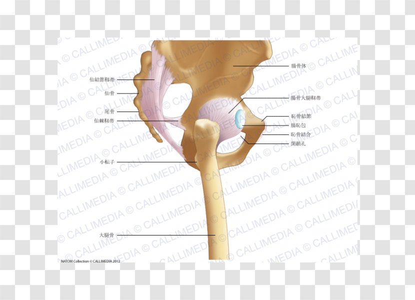 Iliopectineal Line Hip Pelvis Iliofemoral Ligament Anatomy - Pelvic Girdle Pain Transparent PNG