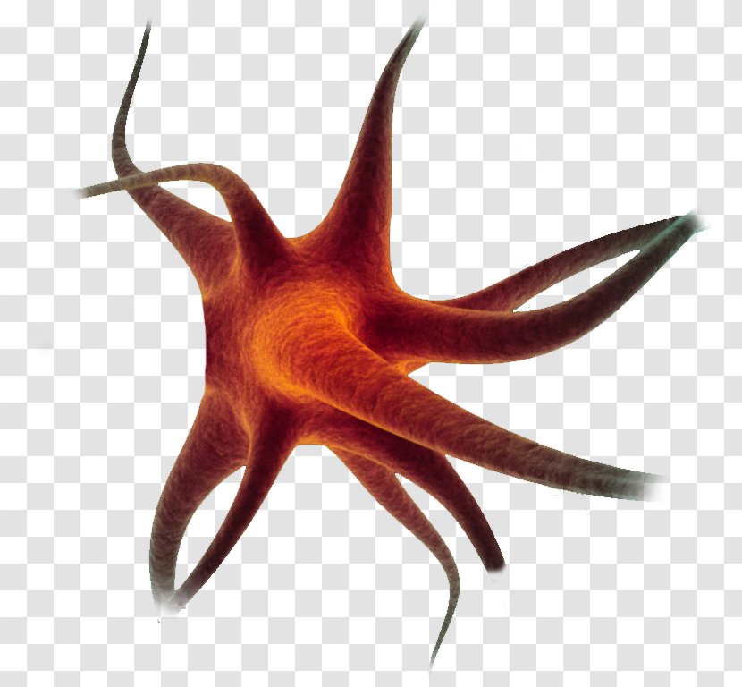 Starfish Neuron Cell Nerve - Echinoderm Transparent PNG