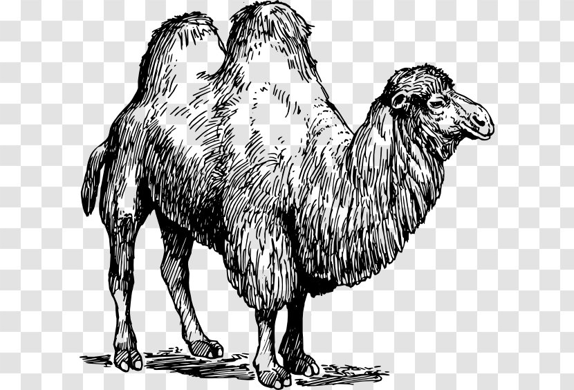 United States Camel Llama Vicuxf1a Sheep - Hand-painted Transparent PNG