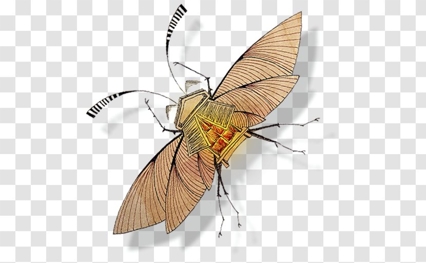 Fly Pollinator Invertebrate Arthropod Insect - Moths And Butterflies - Persianatus Transparent PNG