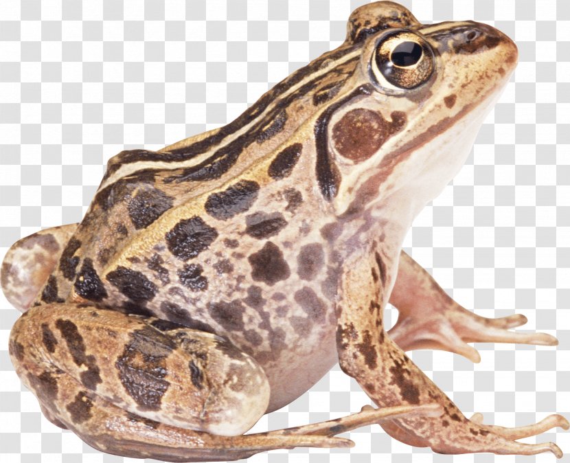 Common Frog Amphibian - Terrestrial Animal - Image Transparent PNG
