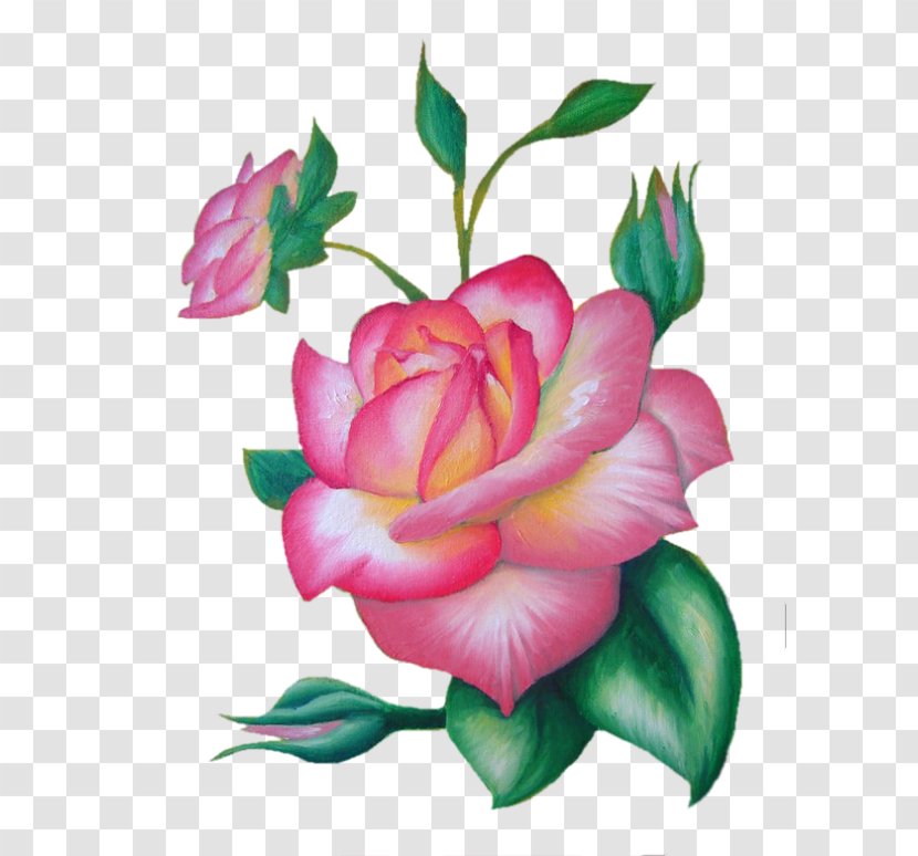 Garden Roses Cabbage Rose Floribunda Bud - Petal - Work In Progress Transparent PNG