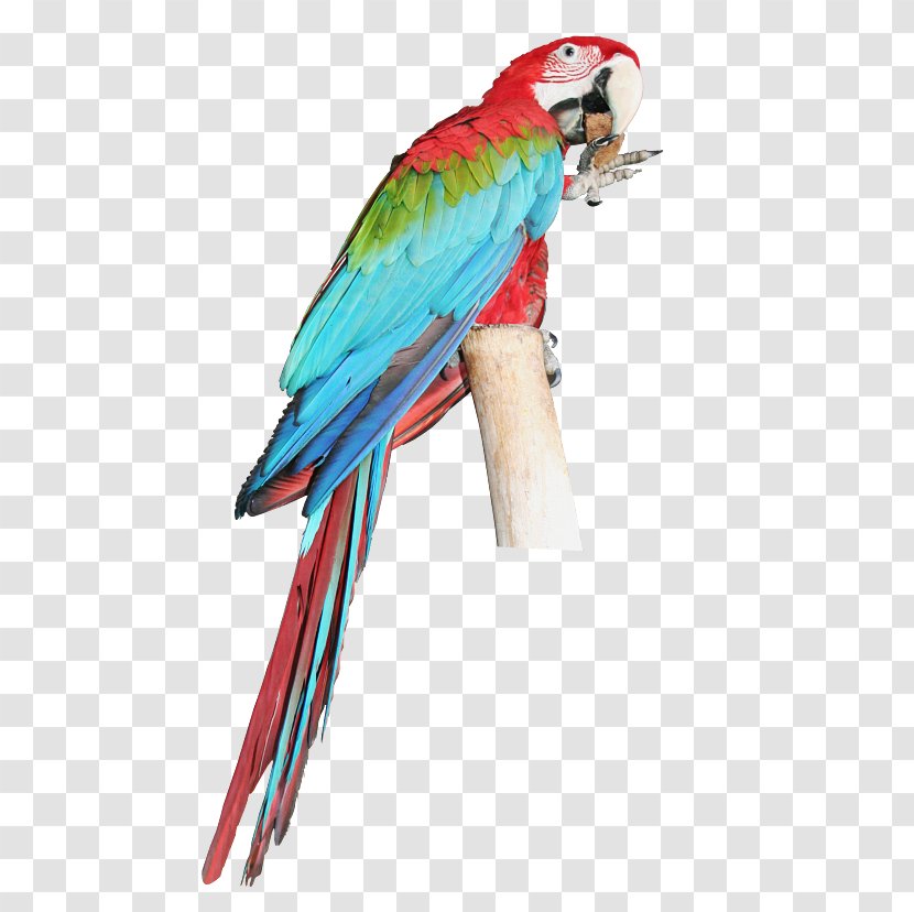 Parrot Bird Budgerigar Macaw Parakeet - Perico Transparent PNG