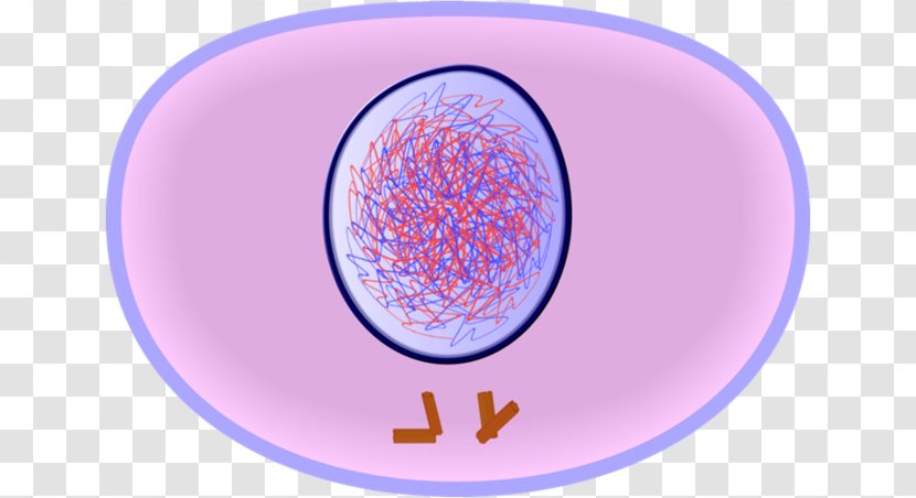 Interphase Cell Cycle Mitosis Division - Telophase Transparent PNG