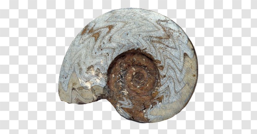 Fossil Rock Nautilidae Petrifaction - Bolinus Brandaris - Gray Striped Conch Transparent PNG