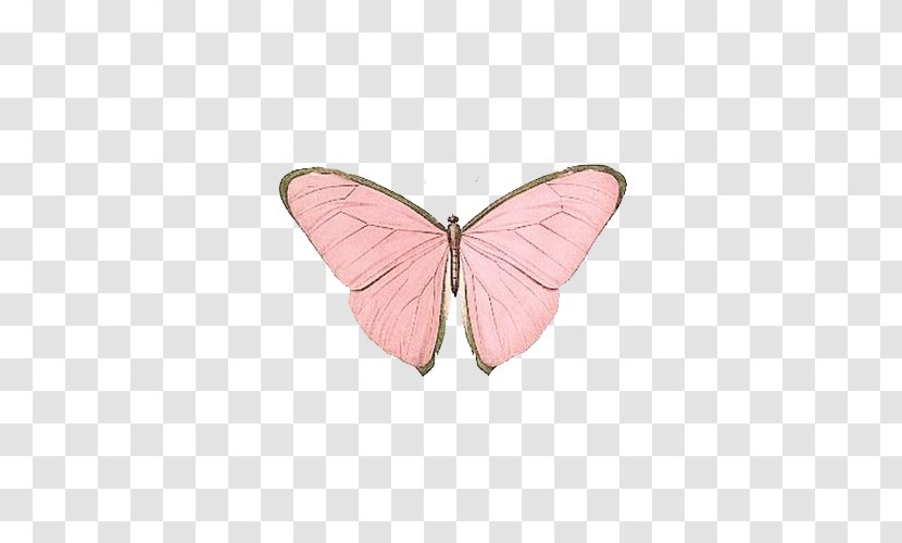 Butterfly Papillon Dog Insect Nymphalidae Pink - Rose Transparent PNG