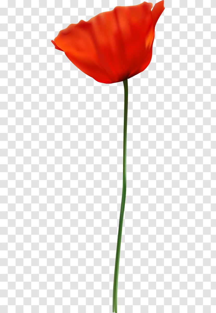 Opium Poppy Red Flower - Seed Plant Transparent PNG