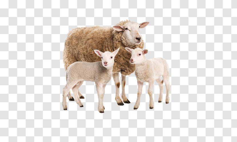 Sheep Goat Charolais Cattle Limousin Beef - Antelope Transparent PNG