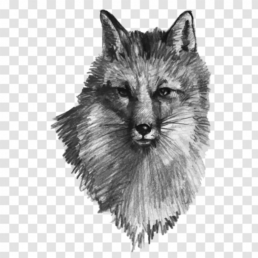 Gray Wolf Drawing Fox Illustration - Cat - Hand Painted Transparent PNG