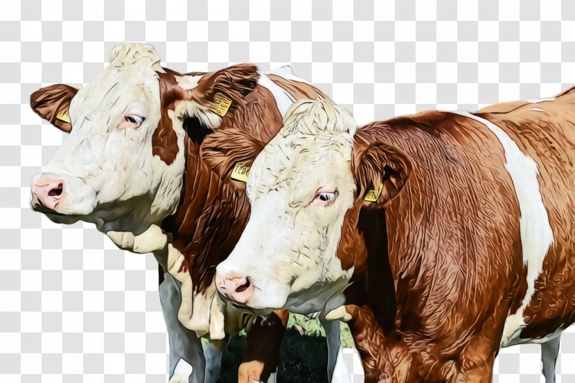 Bovine Dairy Cow Livestock Calf Cow-goat Family - Pasture Horn Transparent PNG