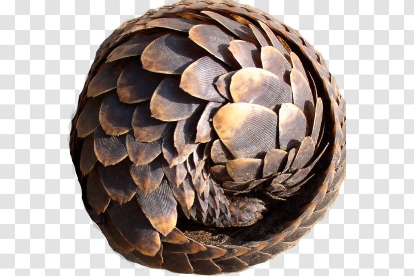 Anteater Armadillo Scale Mammal Philippine Pangolin - Armour Transparent PNG