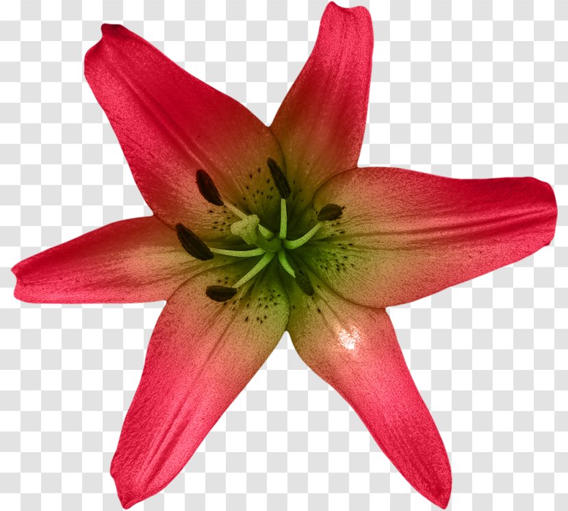 Flower Lilium Plant Liliaceae Daylily - Chrysanthemum Transparent PNG
